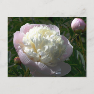 Pfingstrosen-Postkarte in Rosa und Creme Postkarte