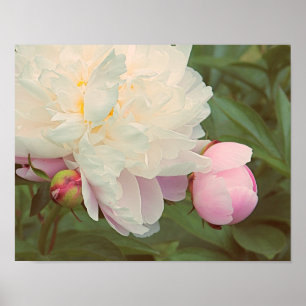 Pfingstrosen Rosa Pfingstrose und Knospe Blumenkun Poster