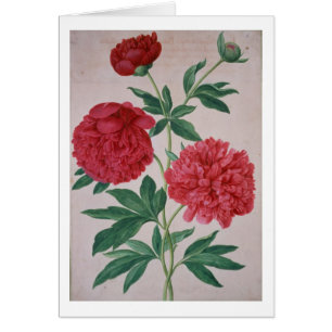 Pfingstrosen, überziehen 46 vom NassauFlorilegium