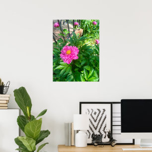 Pfingstrosenblüte hinter schwarzem Eisenzaun Foto  Poster