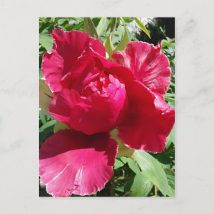 Pfingstrosenblüte Postkarte