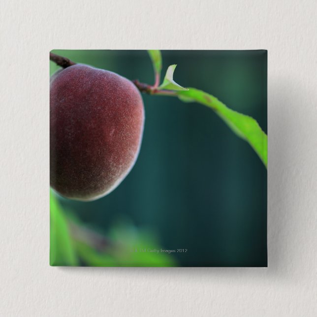 Pfirsich auf einem Pfirsichbaum Button (Vorderseite)