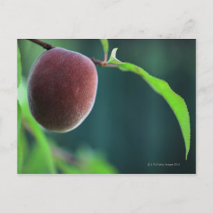 Pfirsich auf einem Pfirsichbaum Postkarte