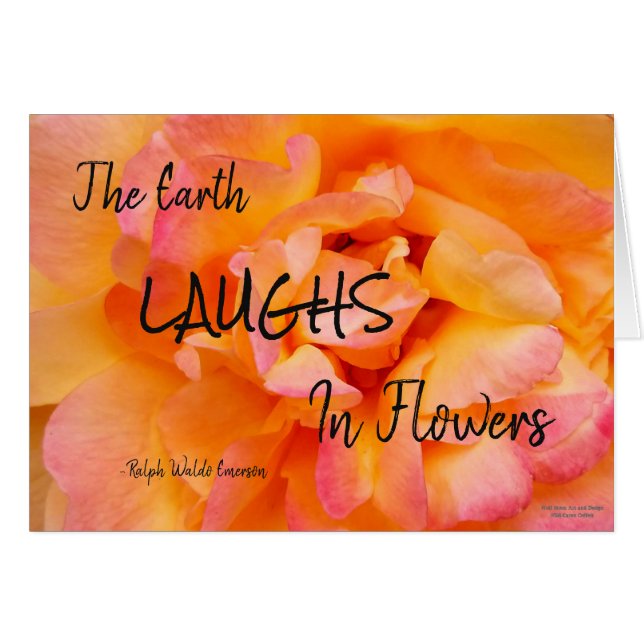 Pfirsich-gelbes rosa Mischungs-Rosen-Blumen-Foto (Vorderseite (Horizontal))