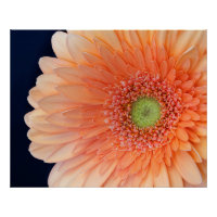 Pfirsich Gerbera
