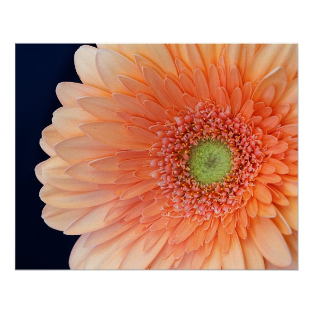 Pfirsich Gerbera Poster (Vorderseite)