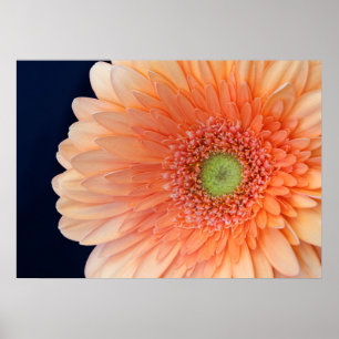 Pfirsich Gerbera Poster