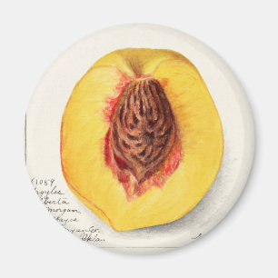 Pfirsich Magnet