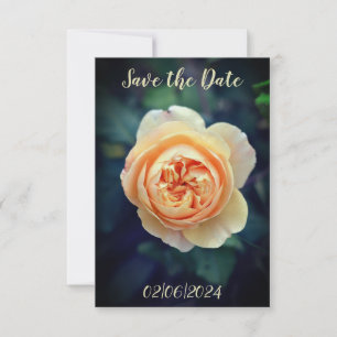 Pfirsich Orange Gartenrose Blumen Save the Date