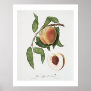 Pfirsich (Persica sativa) aus Pomona Italiana Poster