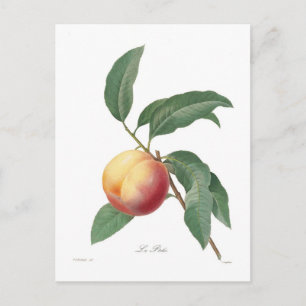 Pfirsich Postkarte
