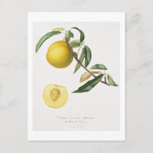 Pfirsich (Prunus persica) aus Pomona Italiana Postkarte