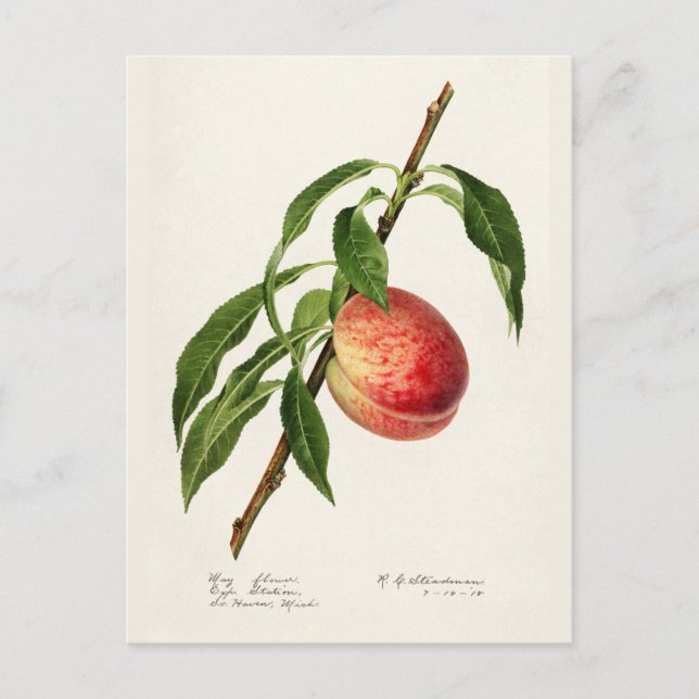 Pfirsich (Prunus Persica) Fruchtfarben Postkarte (Vorderseite)