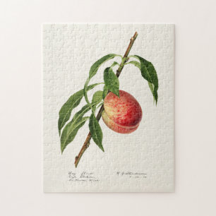 Pfirsich (Prunus Persica) Fruchtfarben Puzzle