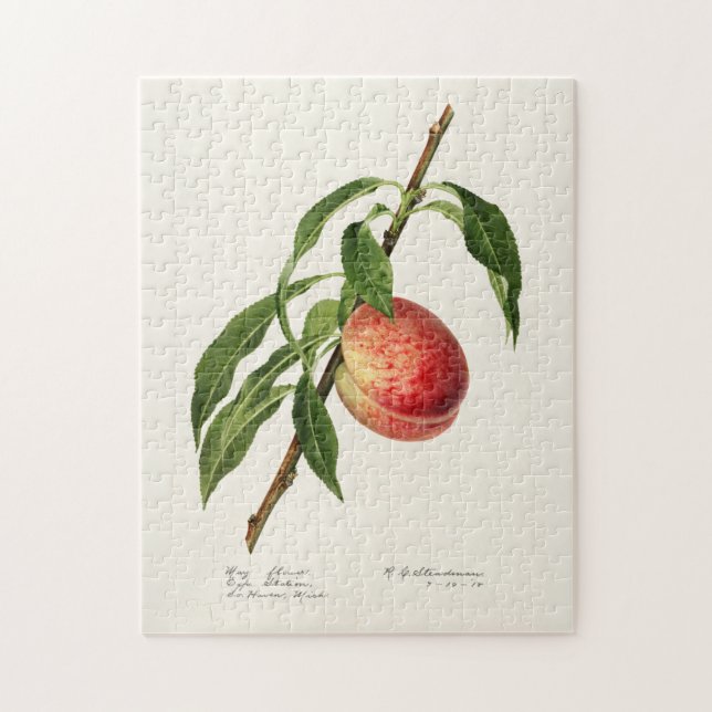 Pfirsich (Prunus Persica) Fruchtfarben Puzzle (Vertikal)