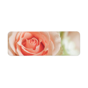 Pfirsich-rosa Rosen-Hintergrund besonders