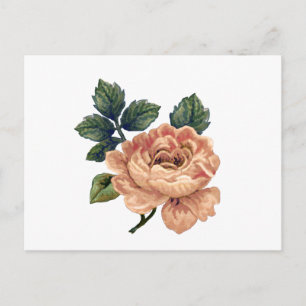 Pfirsich-Rosa - Vintage-Überarbeitung. Postkarte