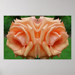 Pfirsich-Rose in Blüten Spiegel Blumen Natur Kunst Poster