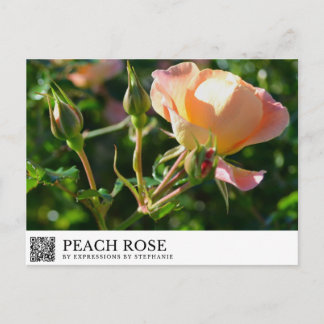 Pfirsich-Rose Postkarte