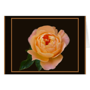 Pfirsich-Rosen-Makro