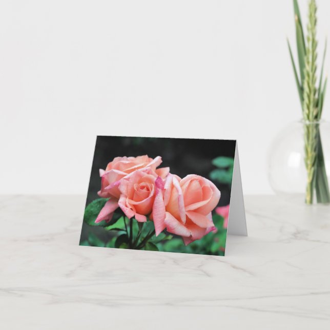 Pfirsich-Rosen-Trio-Blumenfotografie (Vorderseite)