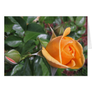 Pfirsich-Rosenknospe