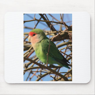 Pfirsich stellte Lovebird gegenüber Mousepad