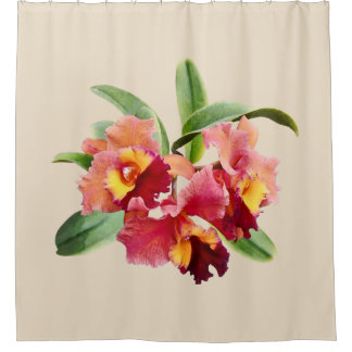 Pfirsich- und Karmesinrote Cattleya-Orchideen Duschvorhang