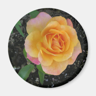 Pfirsich und orange Rose Magnet