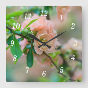 Pfirsichblühende Uhr