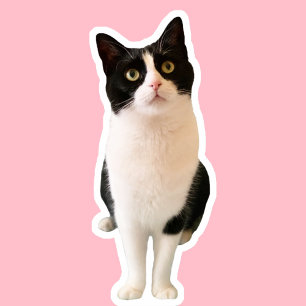 Pfirsiche den benutzerdefinierten Tuxedo-Aufkleber Aufkleber