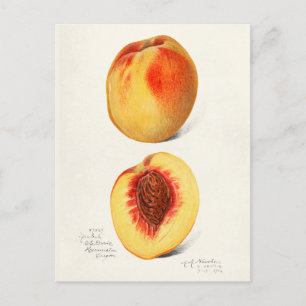 Pfirsiche (Prunus Persica) Frucht Aquarellmalerei Postkarte