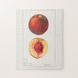 Pfirsiche (Prunus Persica) Frucht Aquarellmalerei Puzzle
