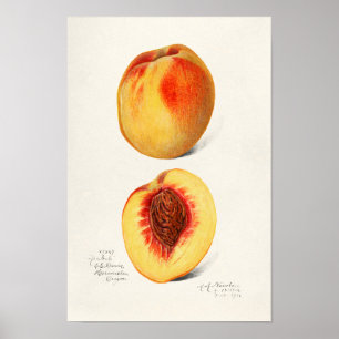 Pfirsiche (Prunus Persica) Fruchtfarben Poster
