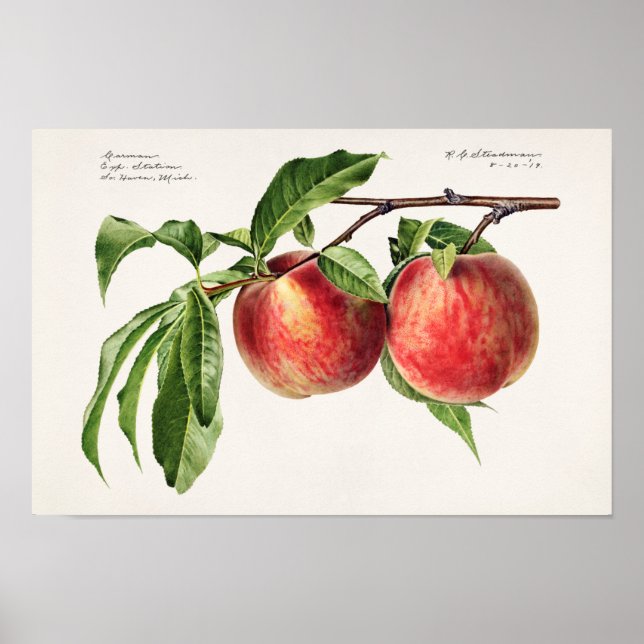 Pfirsiche (Prunus Persica) Fruchtfarben Poster (Vorne)