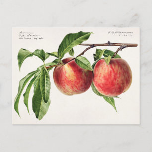 Pfirsiche (Prunus Persica) Fruchtfarben Postkarte