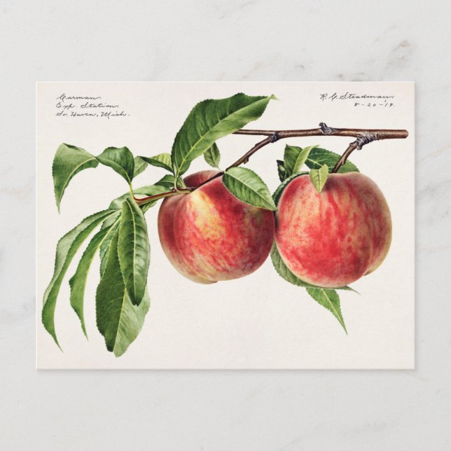 Pfirsiche (Prunus Persica) Fruchtfarben Postkarte (Vorderseite)