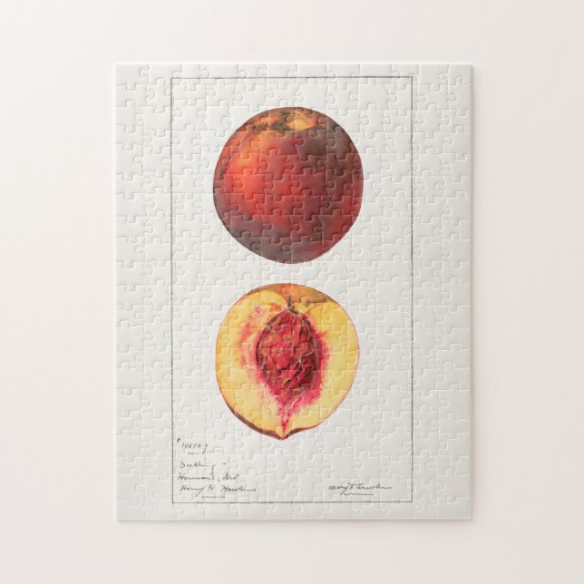Pfirsiche (Prunus Persica) Fruchtfarben Puzzle (Vertikal)