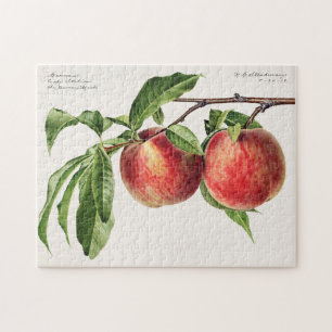 Pfirsiche (Prunus Persica) Fruchtfarben Puzzle