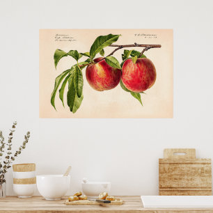 Pfirsiche (Prunus Persica) von Royal Charles Stead Poster