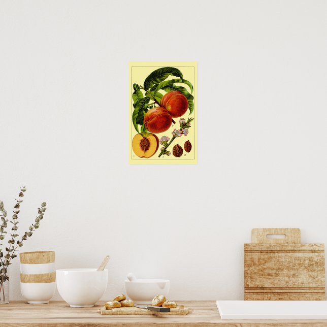 Pfirsiche Vintage 1796 Botanische Kunst Poster (Küche)