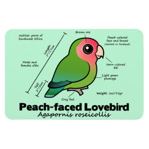 Pfirsichfarbene Lovebird-Statistiken Magnet