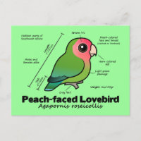 Pfirsichfarbene Lovebird-Statistiken