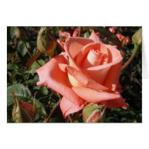 Pfirsichfarbene Rose