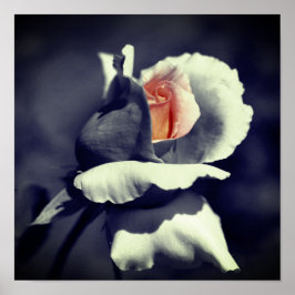 Pfirsichfarbene Rosenknospe in Schwarz-Weiß-Teilfa Poster