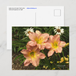 Pfirsichrosa mit gelben Rachen Taglilie Blume Postkarte