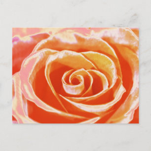 Pfirsichrosa Rose Postkarte