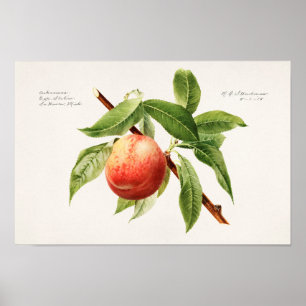 Pfirsichstrauch (Prunus Persica) Poster