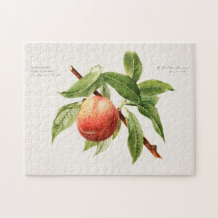 Pfirsichzweig (Prunus Persica) Fruchtmalerei Puzzle
