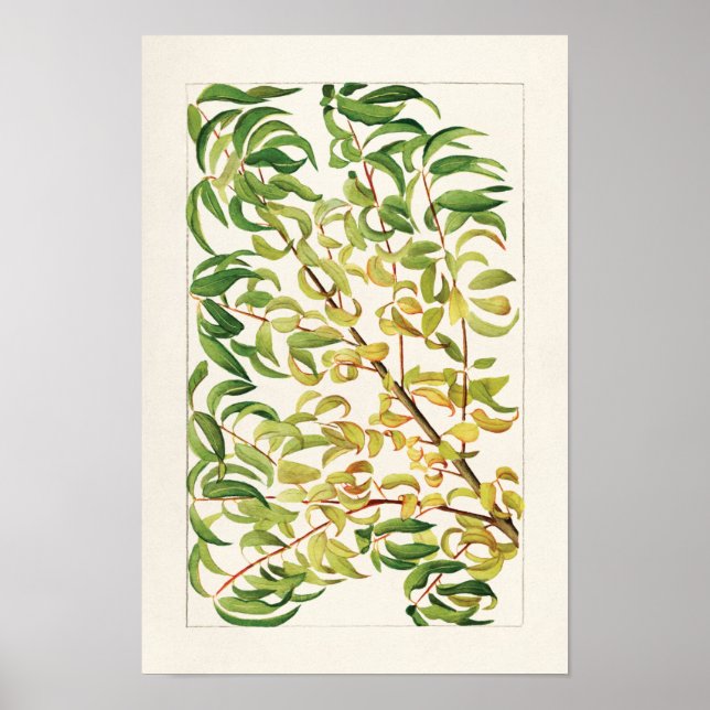 Pfirsichzweig (Prunus Persica) Poster (Vorne)